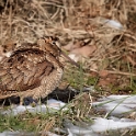Houtsnip - Eurasian Woodcock - Scolopax rusticola