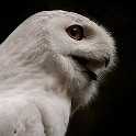 Snow owl (2)