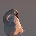 Swan (15)