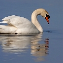Swan (17)