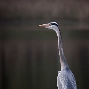 Heron (2)