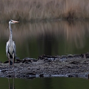 Heron (3)