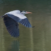 Heron