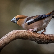 Appelvink - Hawfinch - Coccothraustes coccothraustes