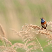 Blauwborstje - Bluethroat - Luscinia svecica