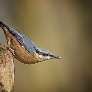 Boomklever - Eurasian Nuthatch - Sitta europaea