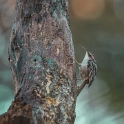 Boomkruiper - Short-toed Treecreeper - Certhia brachydactyla