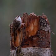 Boomkruiper - Short-toed Treecreeper - Certhia brachydactyla