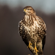 Buizerd - Common Buzzard - Buteo buteo