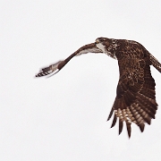 Buizerd - Common Buzzard - Buteo buteo