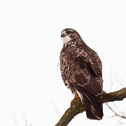 Buzzard (2)