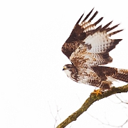 Buzzard (3)