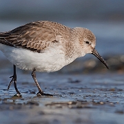 Drieteenstrandloper - Sanderling - Calidris alba