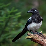 Ekster - Eurasian Magpie - Pica pica