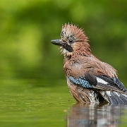 Gaai - Eurasian Jay - Garrulus glandarius