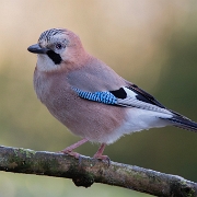 Gaai - Eurasian Jay - Garrulus glandarius