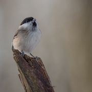 Glanskop - Marsh Tit - Poecile palustris