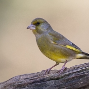 Groenling - European Greenfinch - Chloris chloris