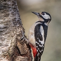 Grote bonte specht - Great Spotted Woodpecker - Dendrocopos major