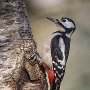 Grote bonte specht - Great Spotted Woodpecker - Dendrocopos major