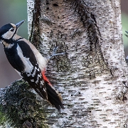 Grote bonte specht - Great Spotted Woodpecker - Dendrocopos major