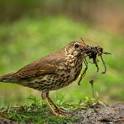 Grote lijster - Mistle Thrush - Turdus viscivorus