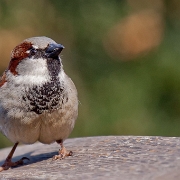 Huismus - House Sparrow - Passer domesticus