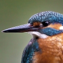 Ijsvogel - Kingfisher - Alcedo atthis