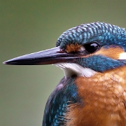 Ijsvogel - Kingfisher - Alcedo atthis