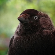 Kauw - Western Jackdaw - Coloeus monedula