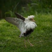 Kemphaan - Ruff - Calidris pugnax