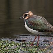 Kievit - Northern Lapwing - Vanellus vanellus