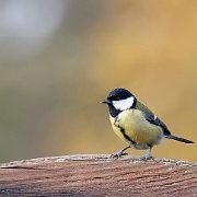 Koolmees - Great Tit - Parus major