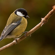 Great Tit (3)