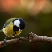 Great Tit (6)