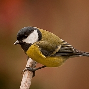 Great Tit (7)