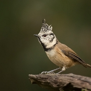 Kuifmees - European Crested Tit - Lophophanes cristatus