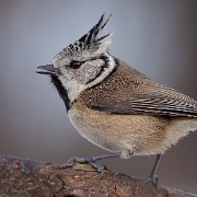 The European Crested Tit  sitting on a branch