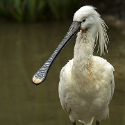 Lepelaar - Eurasian Spoonbill - Platalea leucorodia