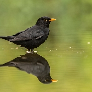 Merel - Common Blackbird - Turdus merula