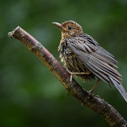 Merel - Common Blackbird - Turdus merula