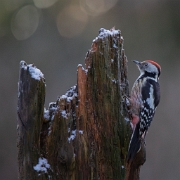 Middelste bonte specht -Middle Spotted Woodpecker - Dendrocopos medius