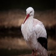 Ooievaar - White Stork - Ciconia ciconia