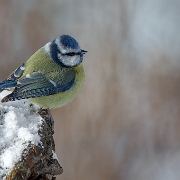 Pimpelmeesje - Eurasian Blue Tit - Cyanistes caeruleus