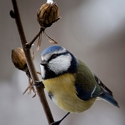 Blue Tit (3)