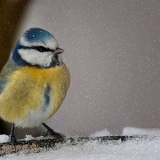 Blue Tit (5)