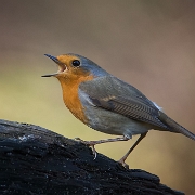 Roodborstje - European Robin - Erithacus rubecula