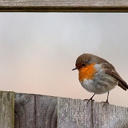 Robin