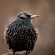 Spreeuw - Common Starling - Sturnus vulgaris