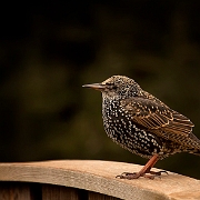 Starling (1)